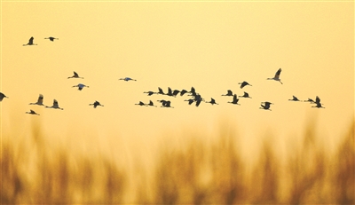 吉林省莫莫格國家級自然保護區大批候鳥陸續南遷
