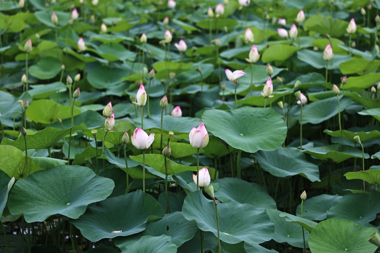 超出片！河源夏天的“顶流”花朵上线→_fororder_1B0A9764.JPG