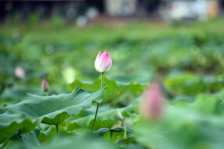 超出片！河源夏天的“顶流”花朵上线→_fororder_8787