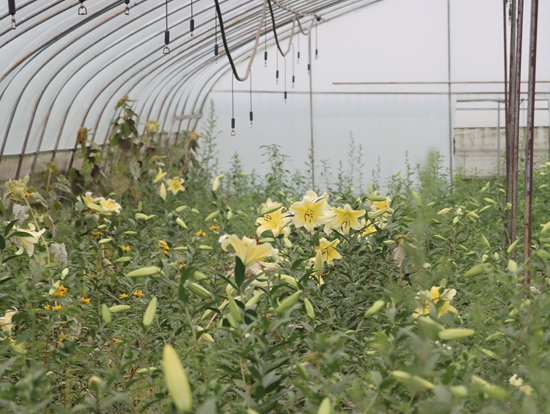 六盤水市水城區：“以花為媒”助力鄉村振興_fororder_基地花卉 (4).JPG