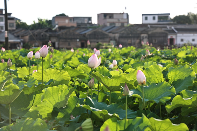 超出片！河源夏天的“顶流”花朵上线→_fororder_1B0A0850.JPG