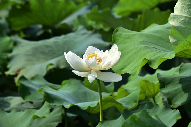 超出片！河源夏天的“顶流”花朵上线→_fororder_DSC_0613.JPG