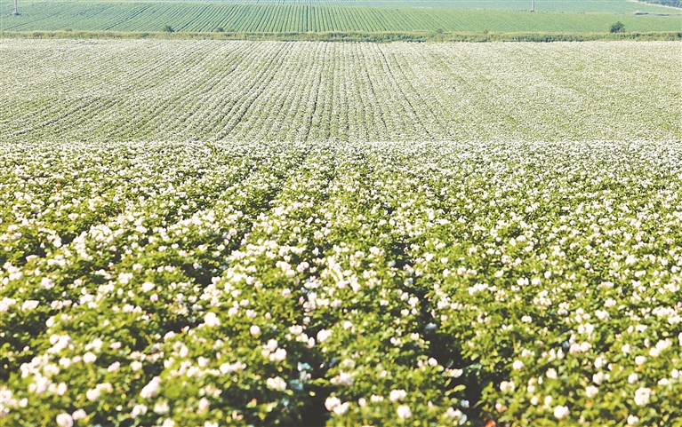 醉龙江|黑龙江克山农场6万亩马铃薯花开成海
