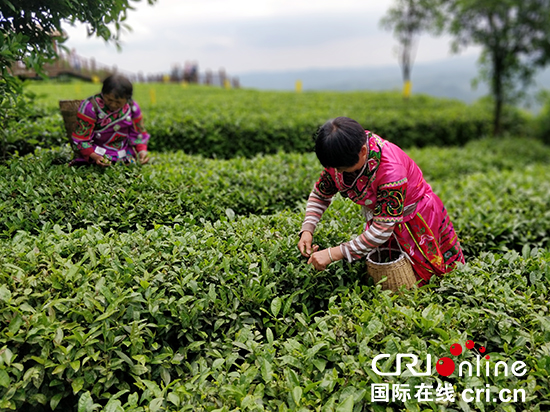 （要闻、移动版、地市遵义）2018贵州国际茶博会在湄潭开幕