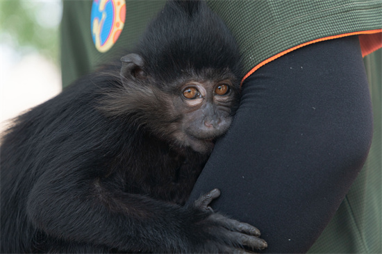 暑假遛娃來南京金牛湖野生動物王國 逛一次很“新”的動物園_fororder_圖片26