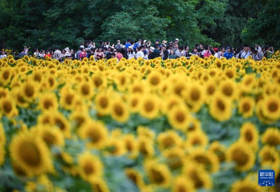 北京：夏日綻放的向日葵