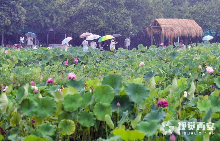 雨中荷塘入画来