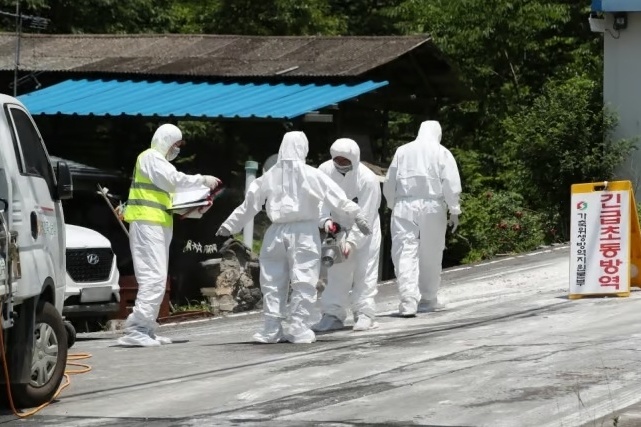 韩国连发非洲猪瘟疫情 政府下令紧急防疫