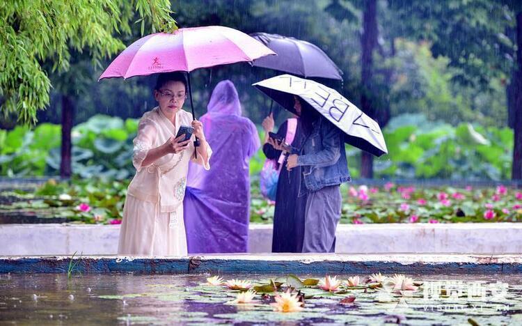 雨中荷塘入画来