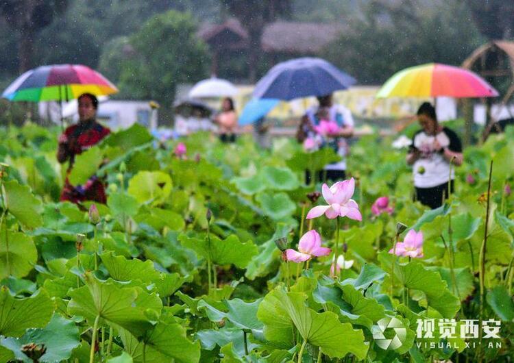 雨中荷塘入画来