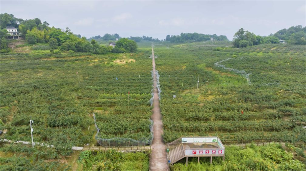 重庆巴南：万亩梨迎来采摘季_fororder_图片2