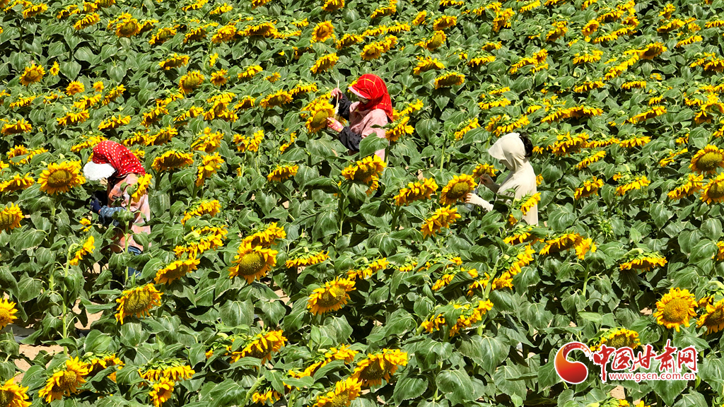 【陇拍客】高台：2万多亩向日葵盛开_fororder_第五 (2)