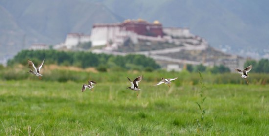 西藏：拉魯濕地鳥兒歡