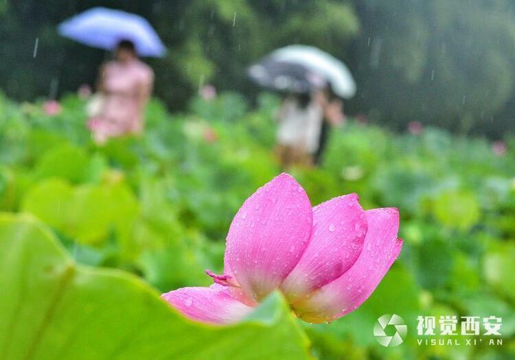 雨中荷塘入画来