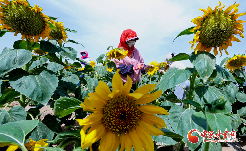 【陇拍客】高台：2万多亩向日葵盛开_fororder_第五 (1)