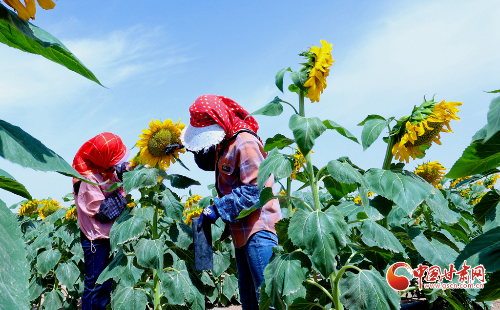 【陇拍客】高台：2万多亩向日葵盛开_fororder_第三