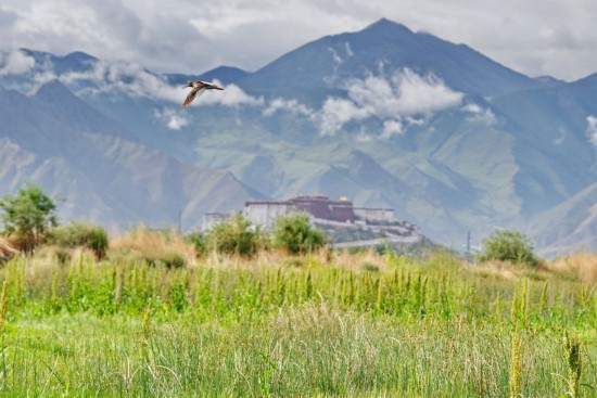 西藏：拉魯濕地鳥兒歡