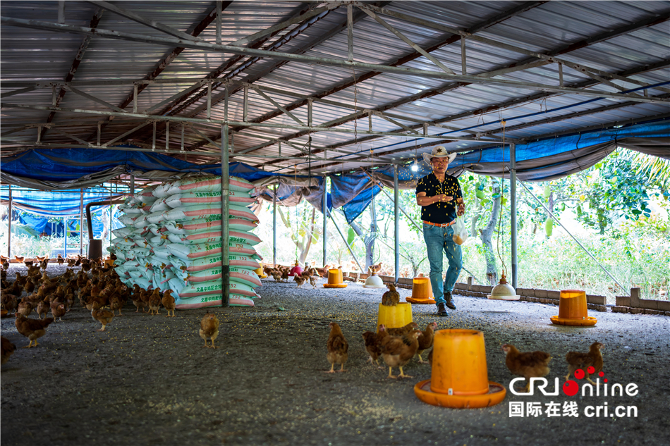 陈礼松：从物流老总到文昌鸡养殖户 追寻记忆中的味道_fororder_41d929f3f2ae4cfd93d53c9b3fd7ecdb