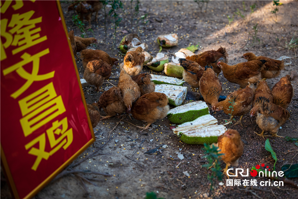 陈礼松：从物流老总到文昌鸡养殖户 追寻记忆中的味道_fororder_8113bc2f31054561a9ff27bb55283d81