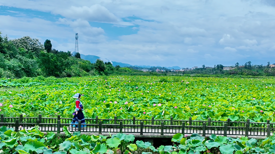 近年来,惠水县好花红景区深入挖掘乡土文化,采取生态环境保护措施