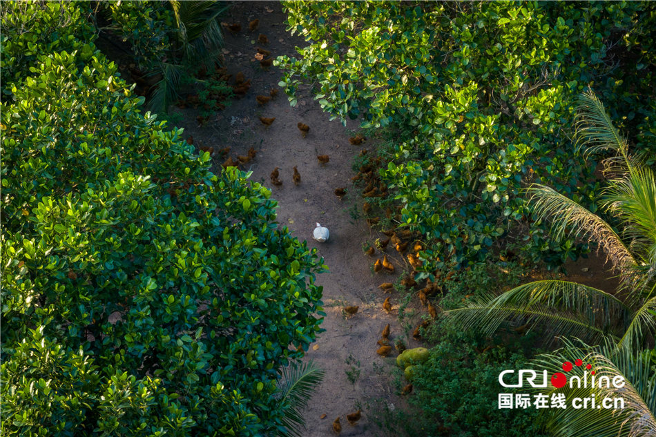 陈礼松：从物流老总到文昌鸡养殖户 追寻记忆中的味道_fororder_25c8aa2af5ac43129317e5d8c7c999cb