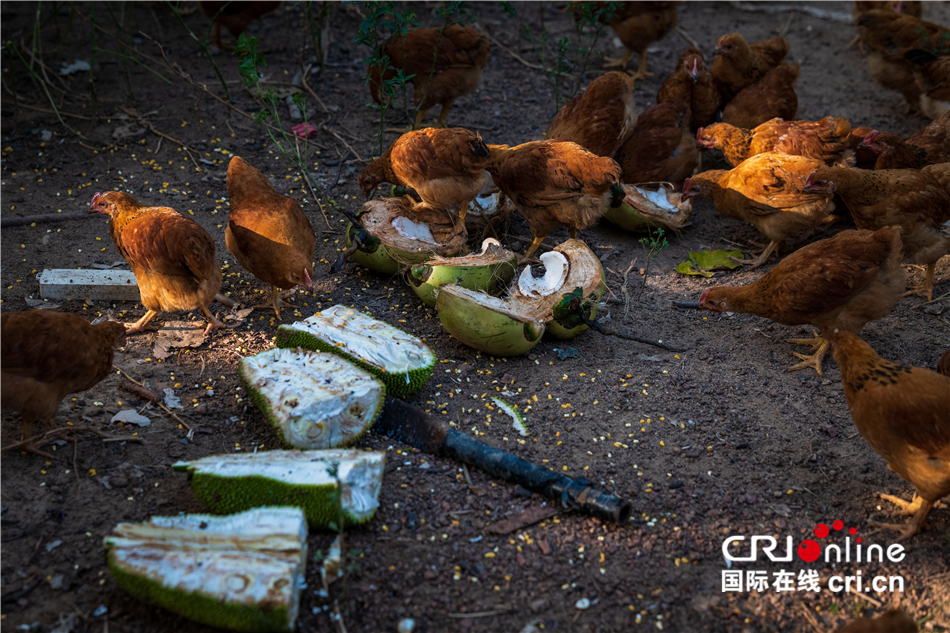 陈礼松：从物流老总到文昌鸡养殖户 追寻记忆中的味道_fororder_6ea1d9cb543b451f98c8321aa43e797f