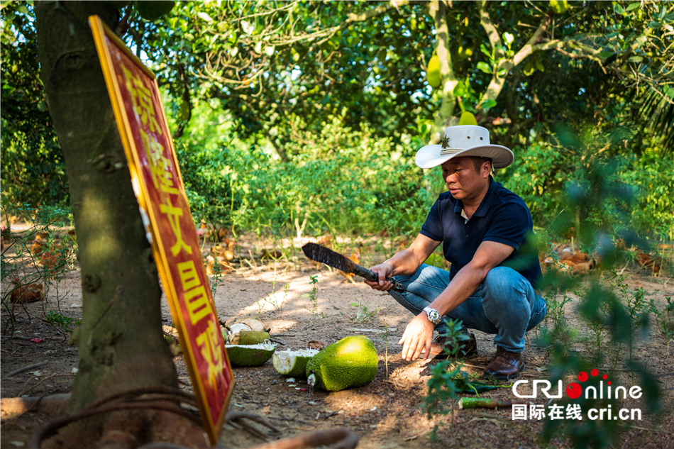 陈礼松：从物流老总到文昌鸡养殖户 追寻记忆中的味道_fororder_1897348b224a4a15a9dd2b55f36d39c4