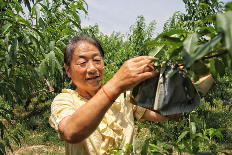 河北吴桥：特色种植赋能乡村振兴_fororder_图片 1