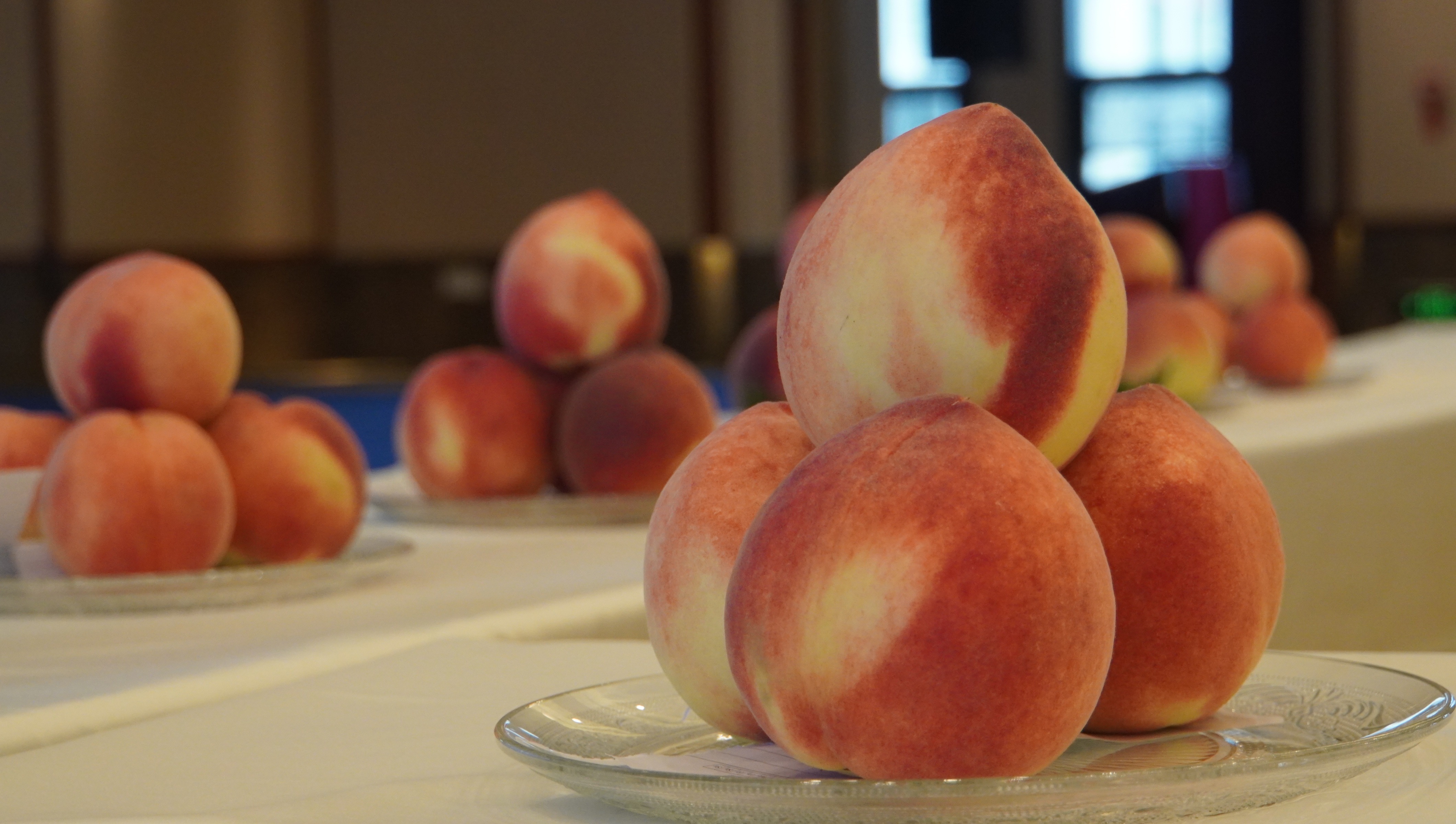 【原创】“蜜”意不同 “桃”香满溢｜天水秦安蜜桃鉴评会来啦_fororder_2