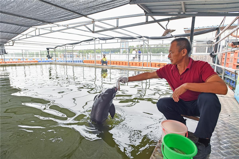 鹿鳴呦呦 江豚逐浪 荊楚大地成為“濕地精靈”棲息樂園_fororder_微信圖片_20240711095942