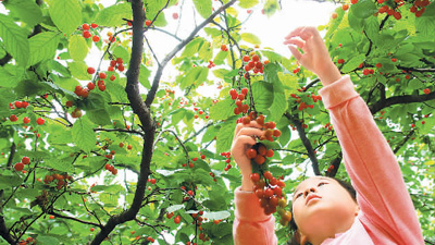 郑州 ：万亩樱桃林开摘