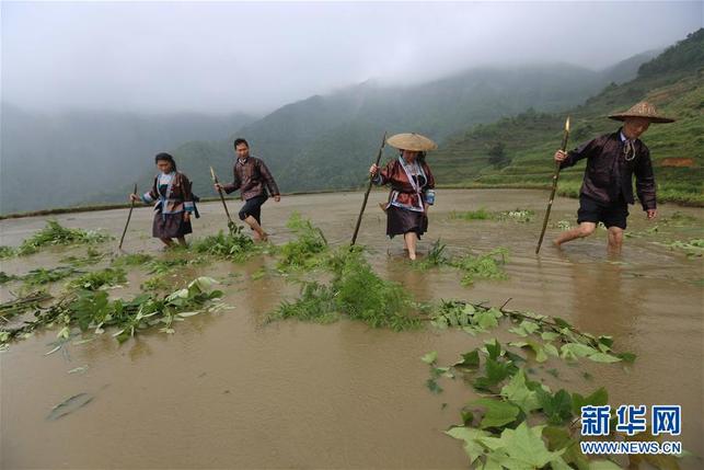 【焦点图】高清组图：雨水充沛!广西融水农民抢抓农时耕种
