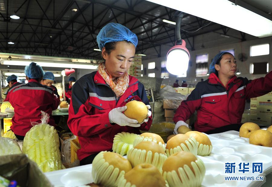 河北泊头：梨果俏海外