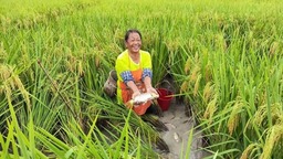 贵州黎平：“稻+”产业拓宽增收“稻”路
