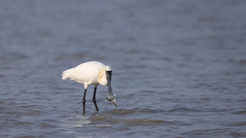全球濒危珍稀鸟类"定居"福州
