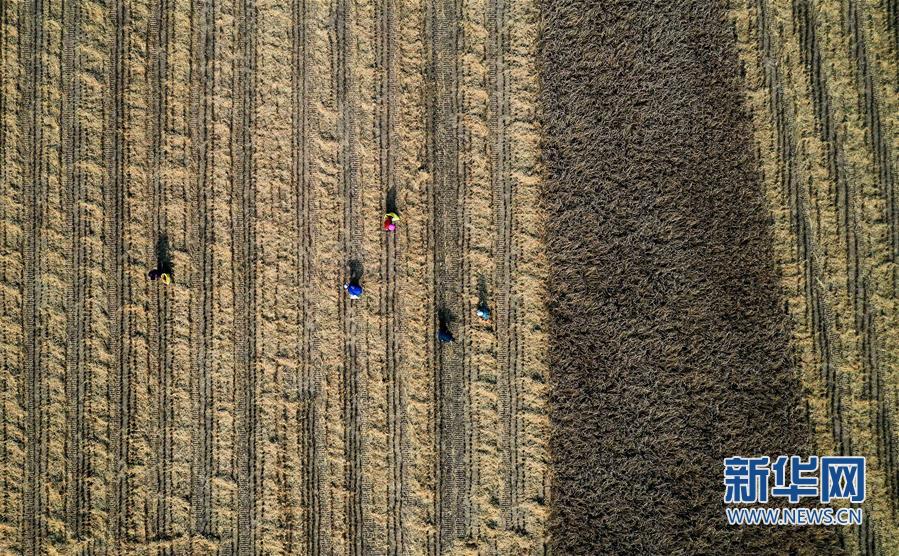 陕西延安：南泥湾水稻迎丰收