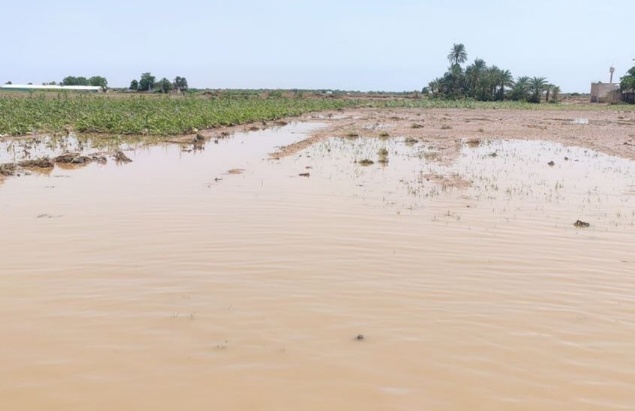 也门遭遇强降雨引发洪水 已致30人死亡