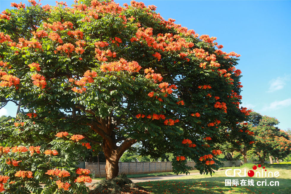 世界最美的花树之城哈拉雷组图