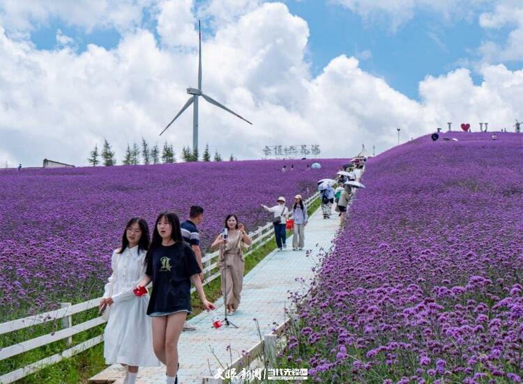 貴陽花溪高坡：紫色花海如夢如幻