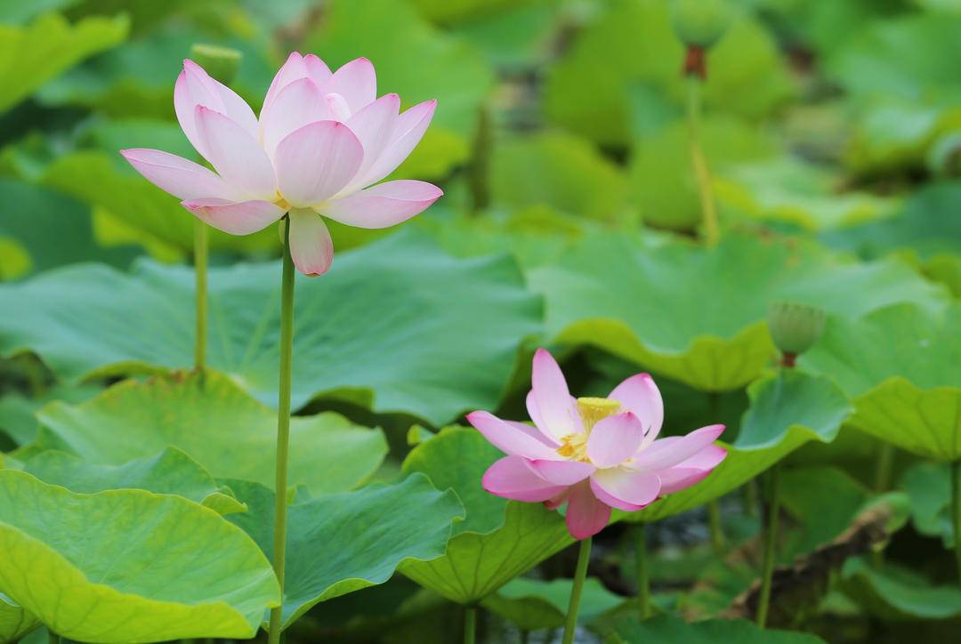 錦州：鳥戲蓮葉間