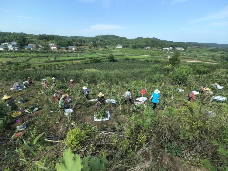 资阳安岳：“小”花椒为乡村振兴增“香”添“味”_fororder_工人们正在劳作