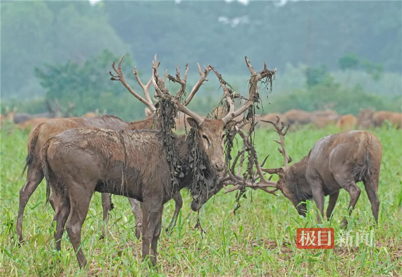 鹿鳴呦呦 江豚逐浪 荊楚大地成為“濕地精靈”棲息樂園_fororder_微信圖片_20240711095949