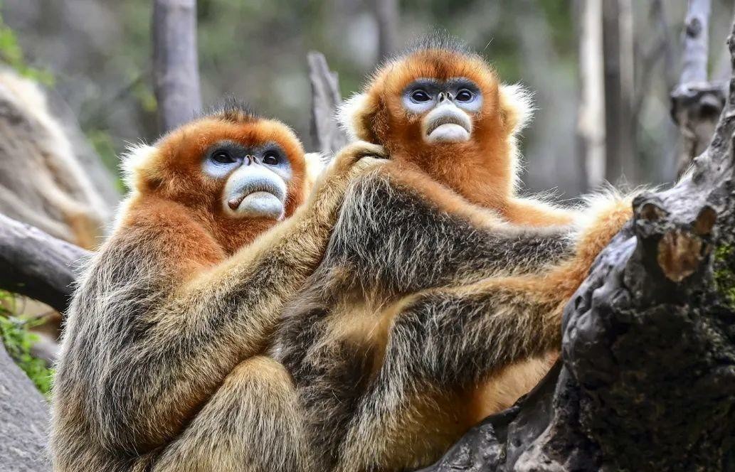 【原创】值得一来 | 在武都开启“美食+美景”双享之旅_fororder_3aa3b6ecaf2643c2a337cccfa6937a73~noop~1