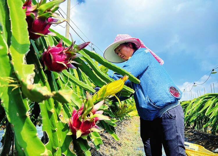 北回歸線上的中國綠城·秋之實 如此“紅火”