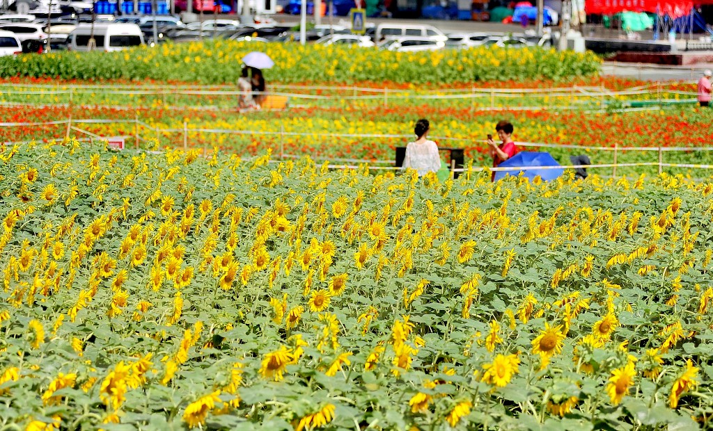 醉龙江│向日葵花海扮美“尔滨”街头