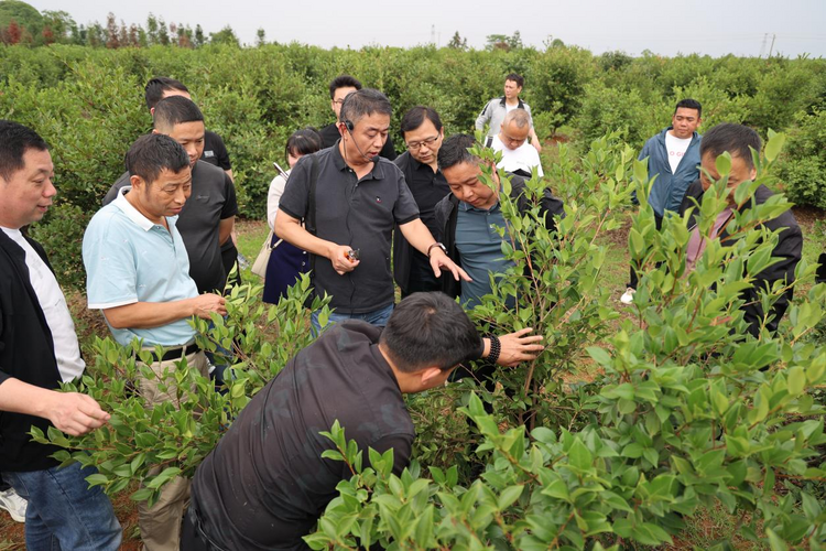 【万千气象看中国】江西奉新县坚持改革赋能推动林业高质量发展_fororder_图片4