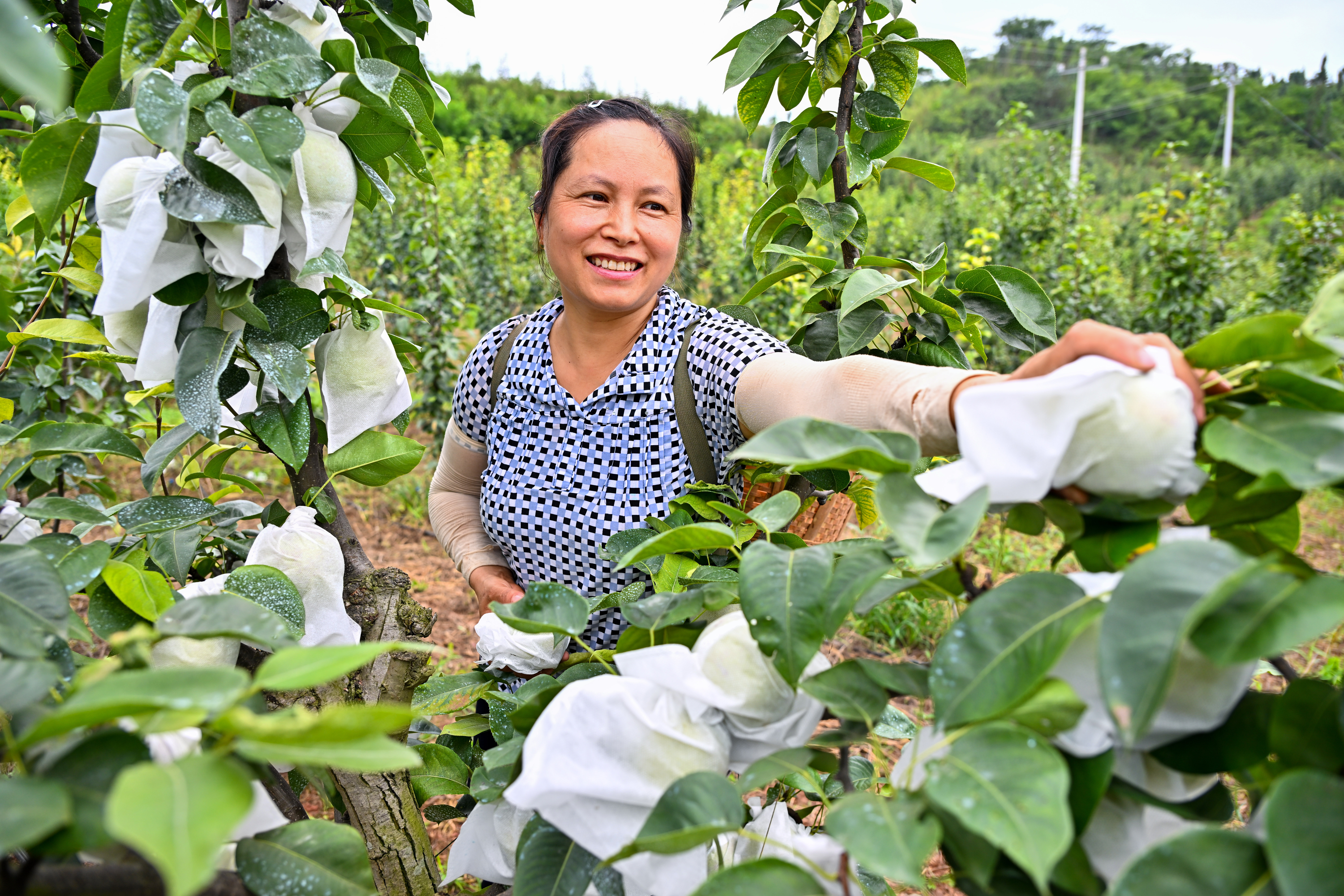 四川仁寿：曹家梨喜获丰收_fororder_7月11日，在仁寿县曹家镇水星村，村民正采摘梨子。摄影 潘建勇