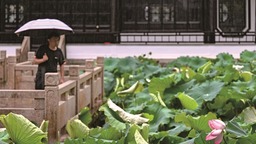 浙江嘉兴：雨润荷娇