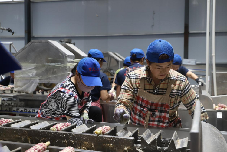 河北青县：鲜食玉米串起致富“黄金产业链”_fororder_图片 4