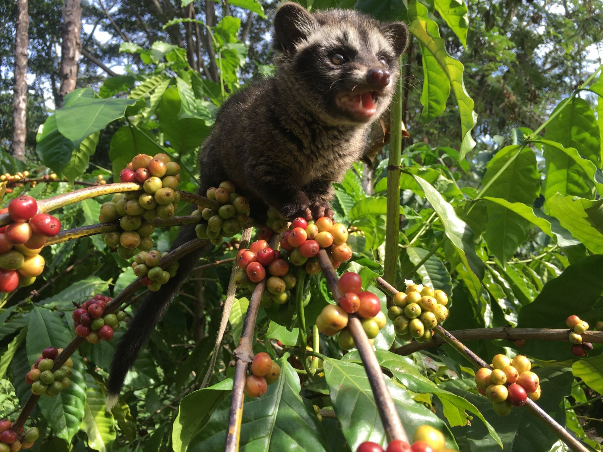 资讯有故事丨从种子到杯子 中国助力东帝汶咖啡香飘世界